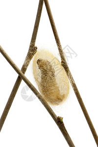 蚕幼虫毛通过它正在制作的茧家蚕白背景图片