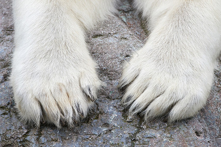 北极熊白色爪子的特写图像图片