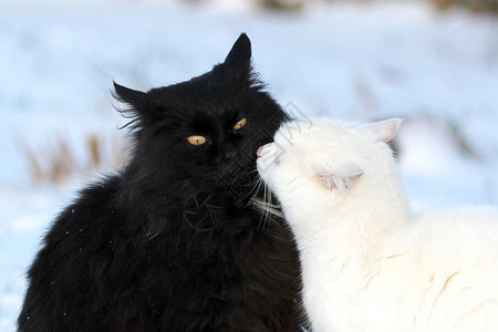 黑白猫吻图片