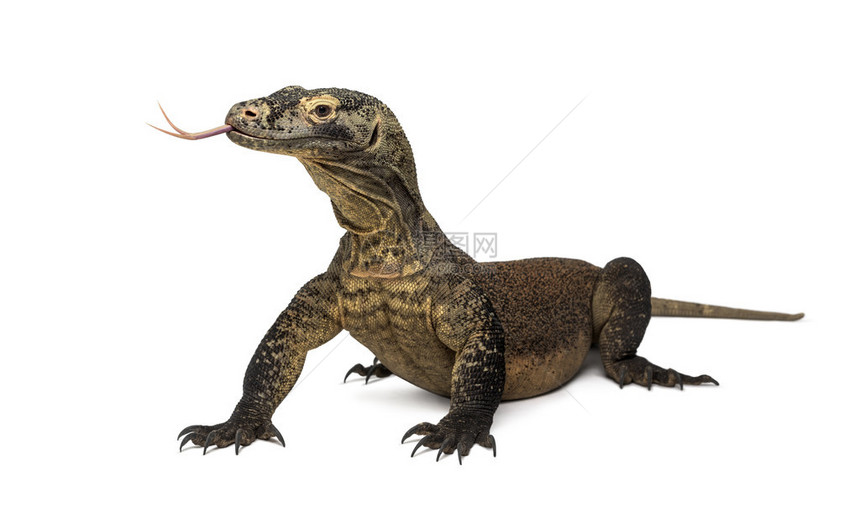 科莫多龙将舌头伸出来在白上被图片