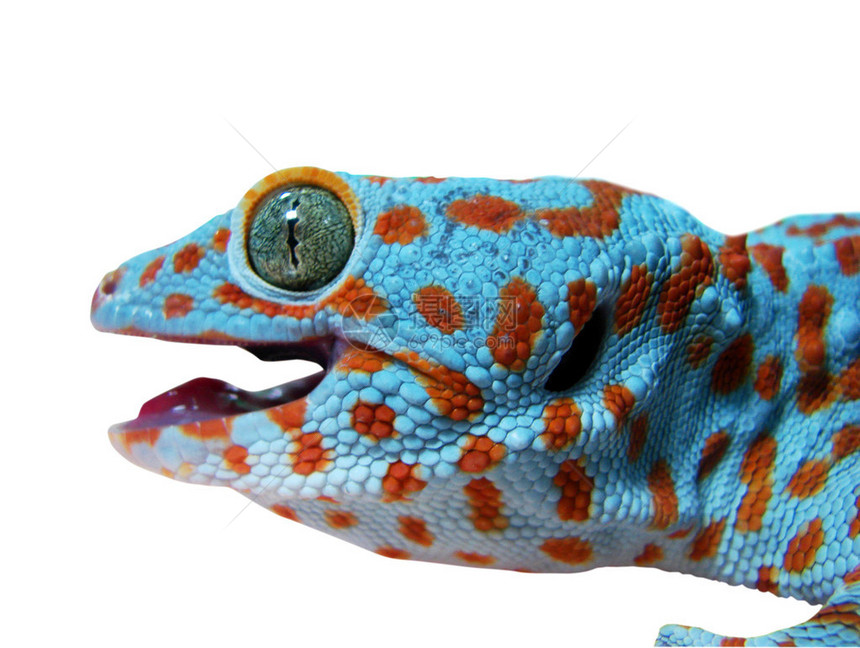 Gecko蜥蜴在图片