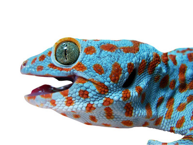 Gecko蜥蜴在背景图片
