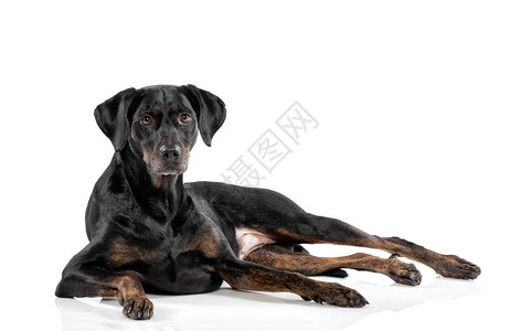 躺在白色背景的放松的黑色狗看着镜头带着可爱的警示表情图片