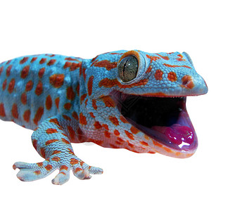 Gecko蜥蜴在图片