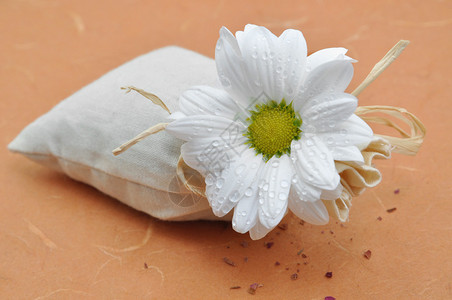 白菊花放在图片