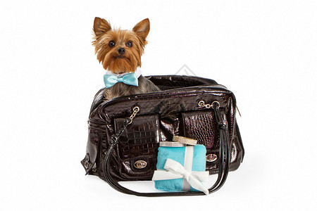 一只可爱的约克郡小狗穿着漂亮的正式领结坐在一个设计师图片