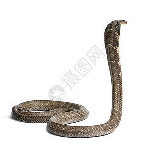 眼镜蛇王Ophiophagushannah背景图片