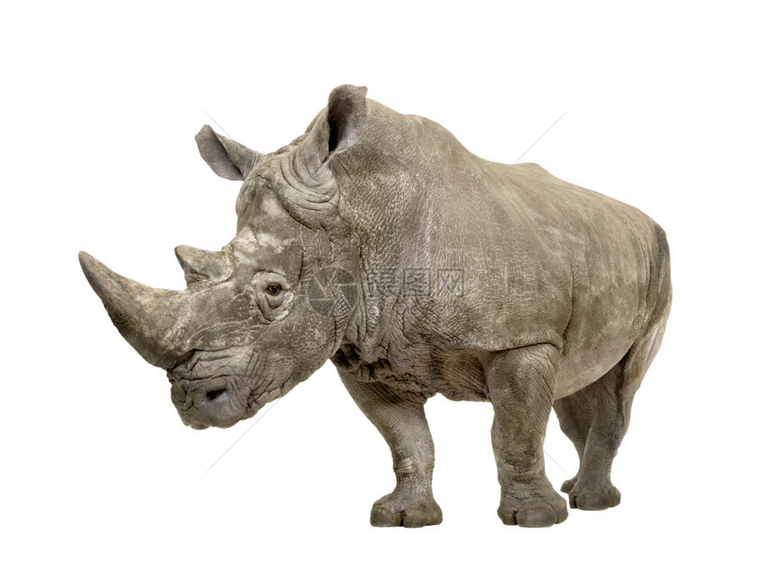白犀牛或方唇犀牛Ceratotheriumsimum10年图片