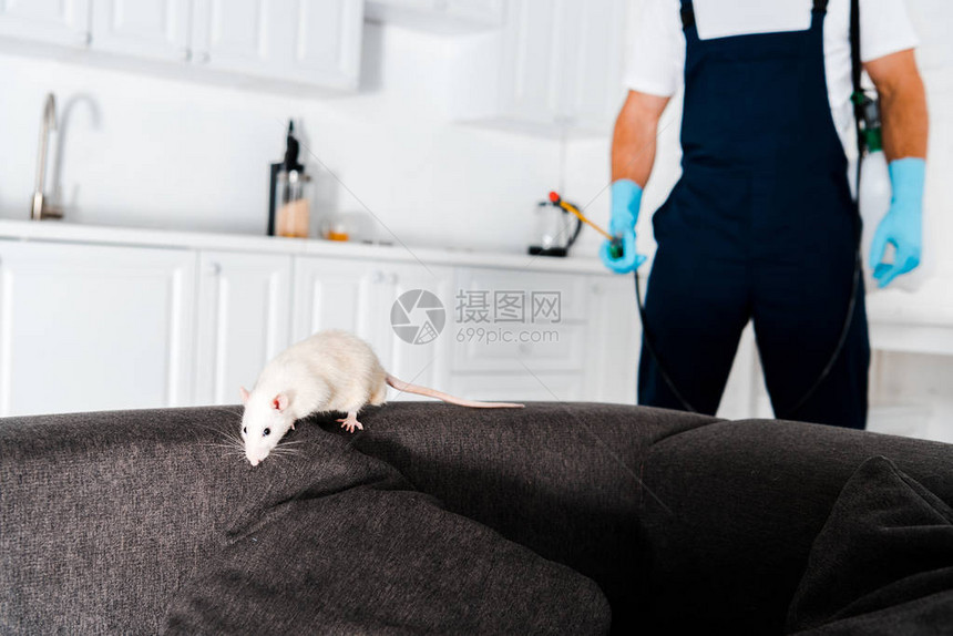 白色大白鼠在灰色沙发上有选择焦点图片