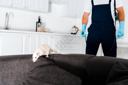 白色大白鼠在灰色沙发上有选择焦点高清图片