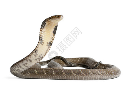 眼镜蛇王Ophiophagushannah背景图片