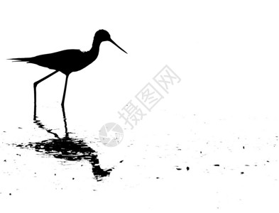 长锥形腿行走的黑翅高跷鸟3图片