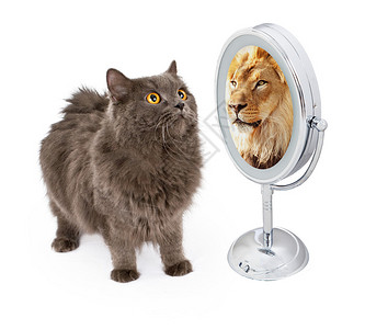 一只猫看着镜子图片