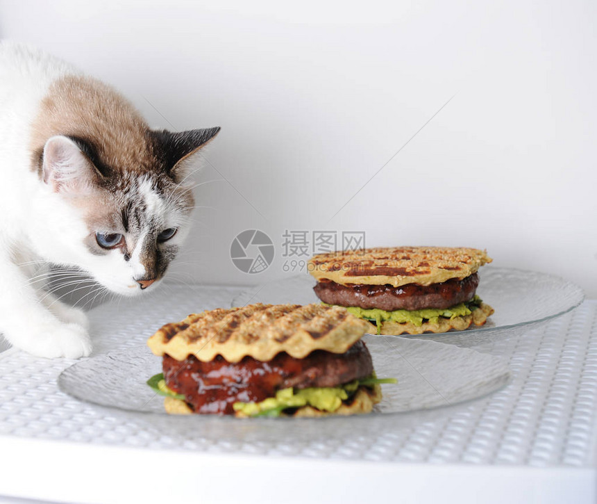 白蓝眼睛的猫正在尝汉堡图片
