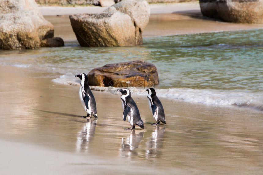 三只蠢企鹅走出水面走到海滩边的视线上海洋在背景中图片