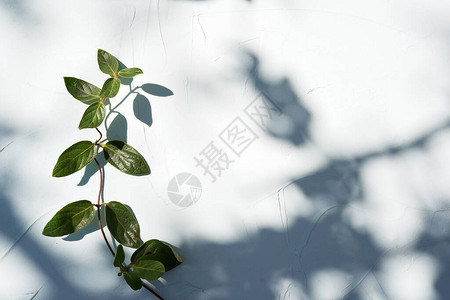 天然树叶枝落在白墙上的抽象灰色阴影背景图片
