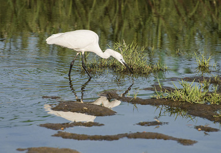 在河岸湿地沼泽地浅水中捕猎的野鸟图片
