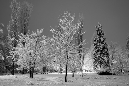 晚上的冬季城市公园黑白相间图片
