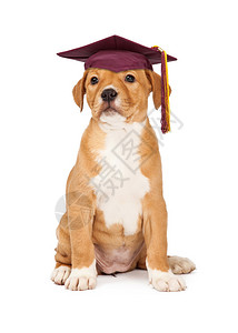 穿着学校毕业帽子的可爱小狗白图片