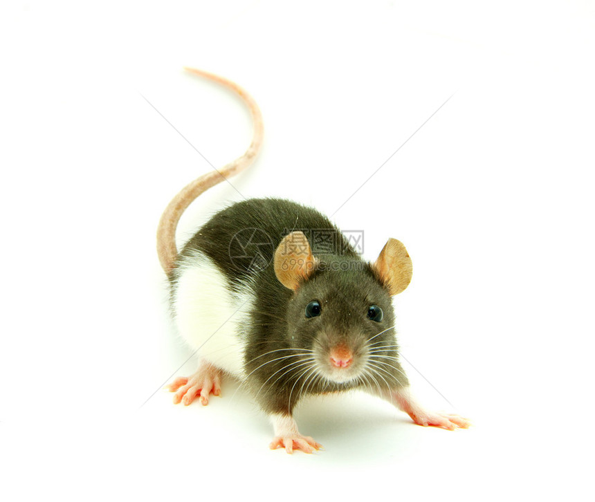 在白色背景上孤立的老鼠图片