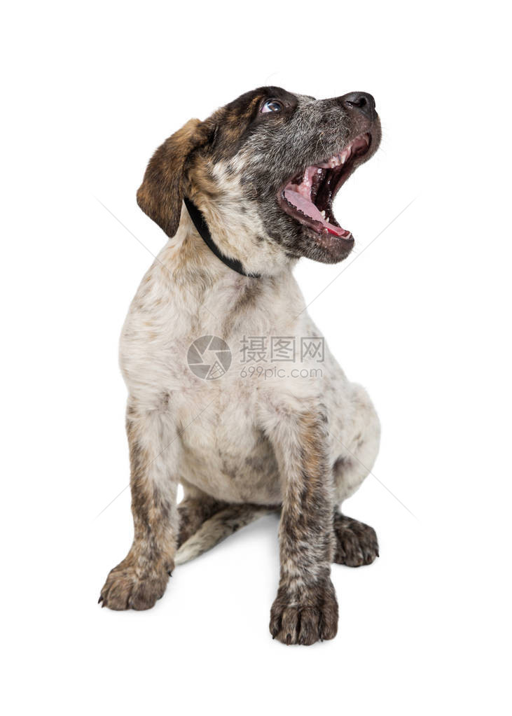 一张可爱的年轻牧牛犬小狗张开嘴坐在一边的有趣照片图片