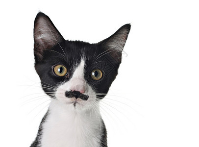留着小胡子的可爱黑白小猫背景图片