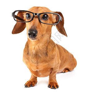 戴眼镜的腊肠狗背景图片