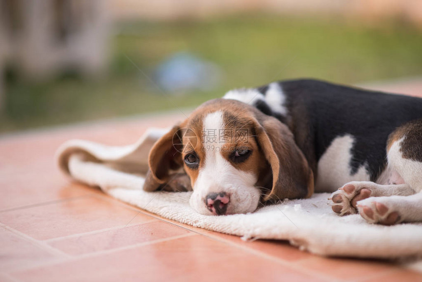 小狗猎犬睡在地板上图片