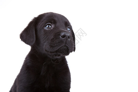 可爱的小黑拉布多猎犬的脸看着它旁边图片