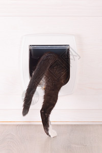 猫从家里穿过猫门图片
