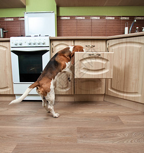 Beagle在厨房里寻图片