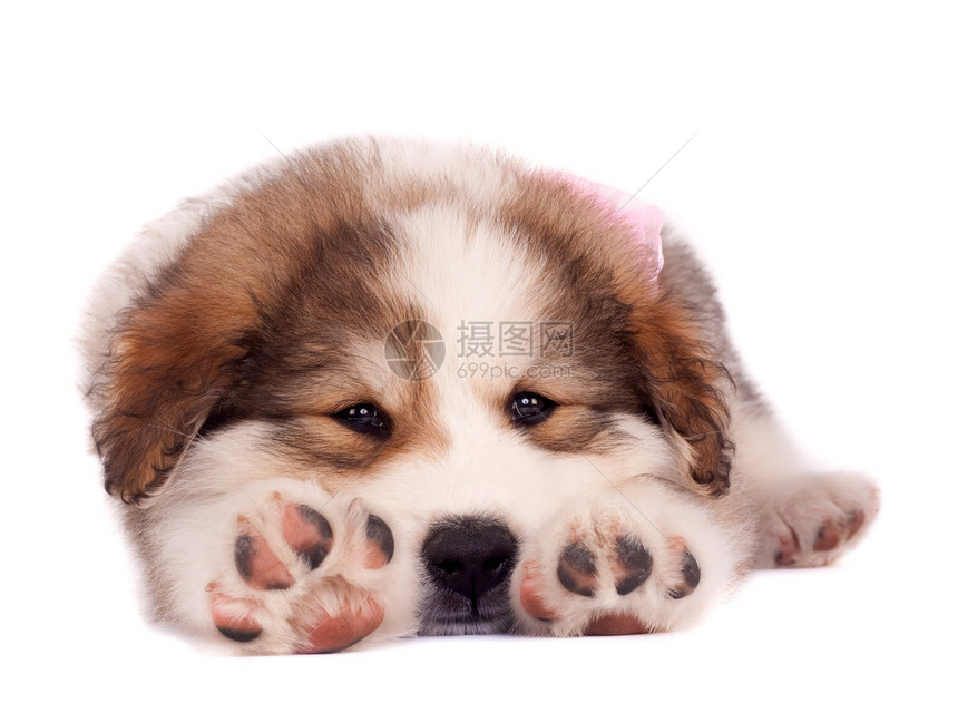 一只困睡的布哥维尼羊毛狗在白色背景图片