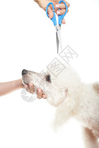 法国贵宾犬在白色背景下剪头发图片