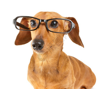 腊肠狗戴眼镜图片