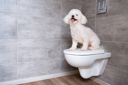 坐在卫生间密闭的厕所里的小狗可爱Bichonh图片