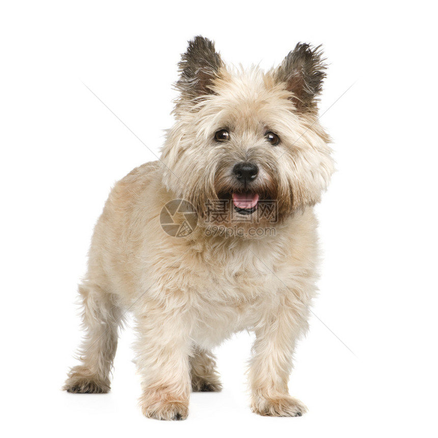 CairnTerrier12岁在图片