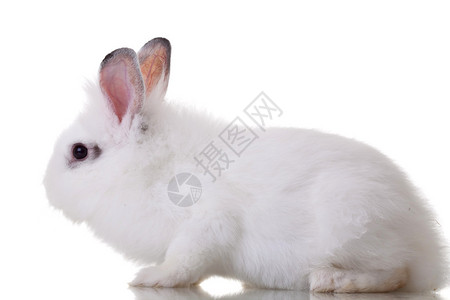 白色背景上一只白色小兔子的侧视图图片