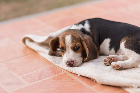 小狗猎犬睡在地板上背景图片