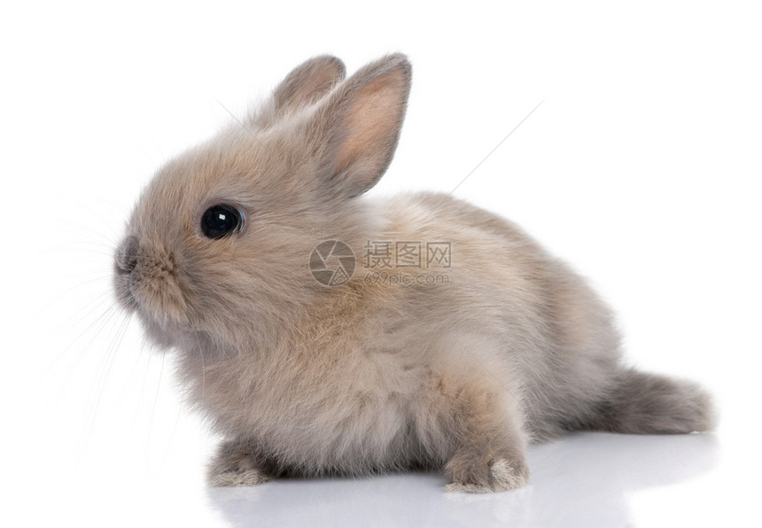 白色背景面前的棕色小兔图片