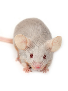 小老鼠的画像图片