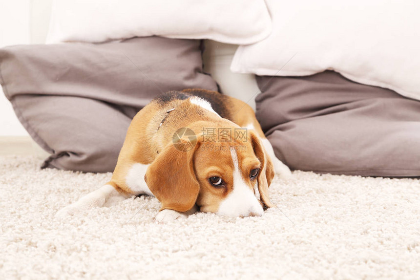 柔软的地毯上悲伤的小猎犬小狗在地板上玩耍比格犬在室内与图片