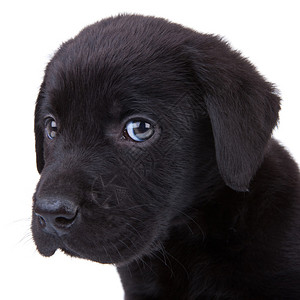 可爱的黑色拉布多小狗在看镜头图片