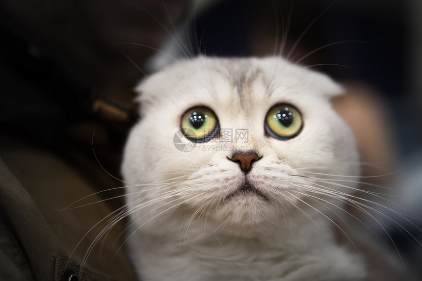猫眼悲伤的肖像图片