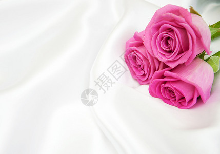 白色丝绸背景上的粉红玫瑰图片