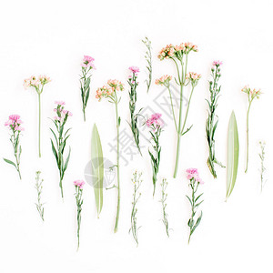 白色背景的创造野花安排平躺最高视图图片