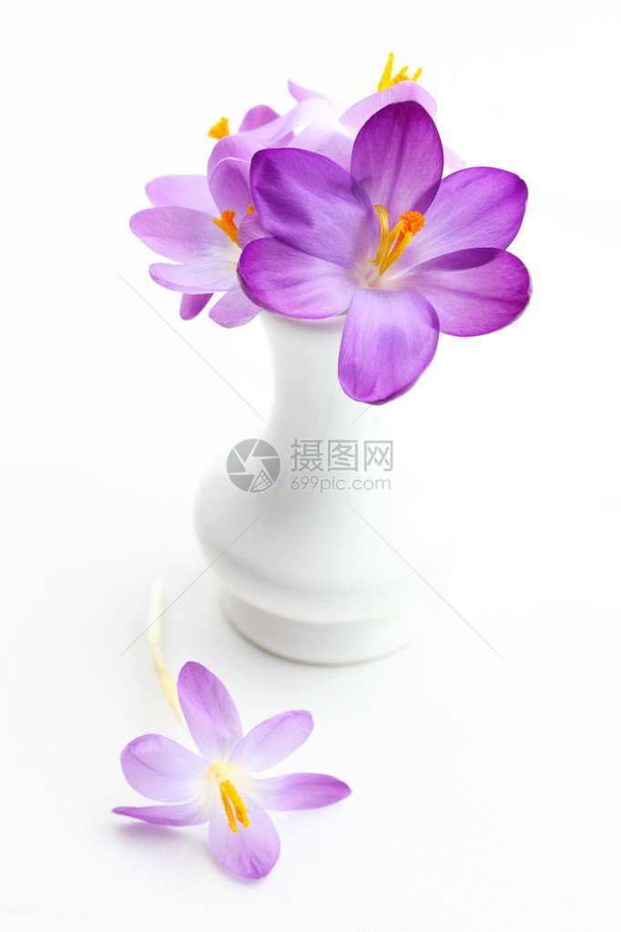 白色背景的泉水花瓶中的紫色图片