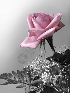 黑色和白色的玫瑰粉图片