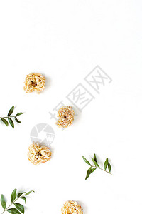 由白色背景上的干淡米色玫瑰制成的花卉边框背景图片