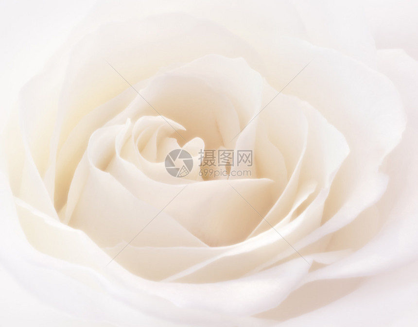 一朵盛开的软白玫瑰粉色图片