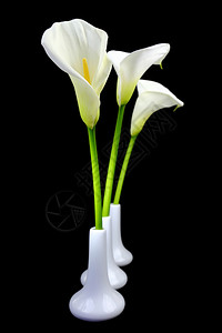 黑色背景的白色花瓶图片